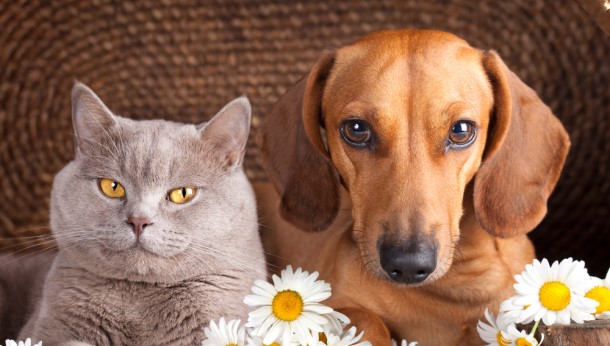 grey cat and a tan coloured miniature dachshund sat with giant daisies